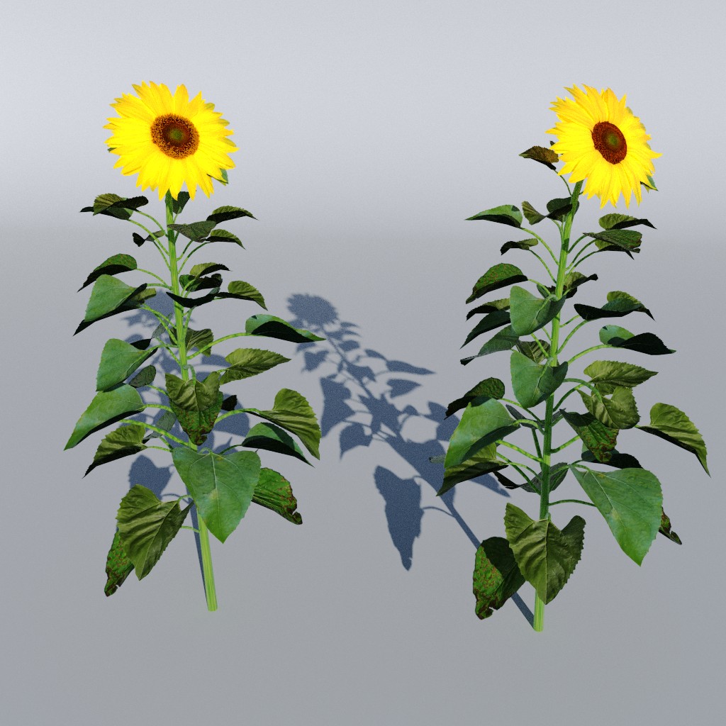 Sunflower preview image 1